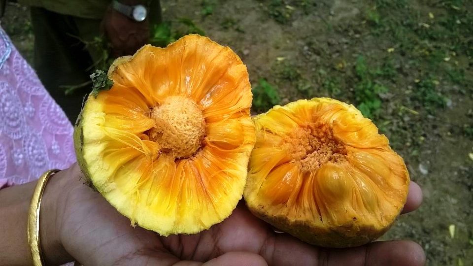 कई रोगों को दूर भगाये ग्रामीण फल बड़हर