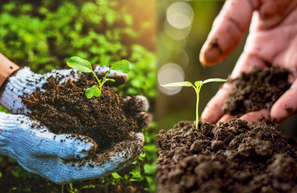 लागत घटेगी, मिट्टी को जीवन देगी Organic farming
