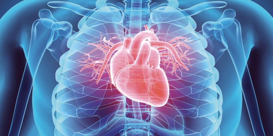 आयुर्वेद: क्या Heart अपनी मरम्मत खुद करता है?